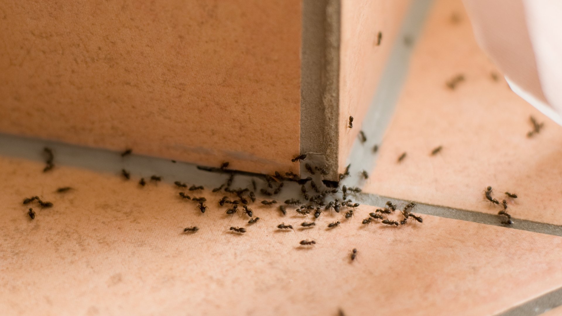 Are There Ants in Your House? Here’s How To Get Rid of Them