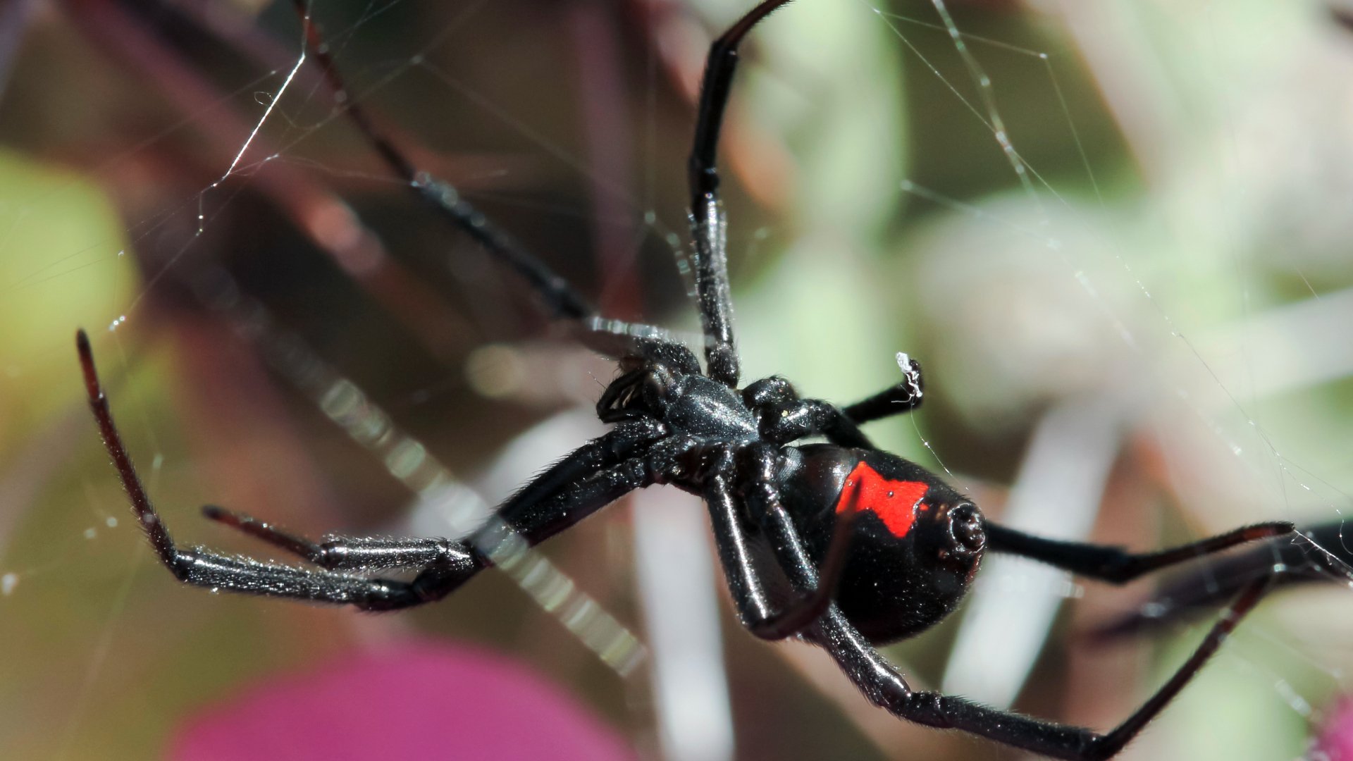 Black Widow Spiders in North Texas: What Are They & How To Control Them