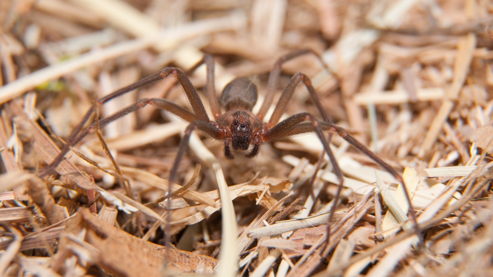 Everything You Need To Know About the Brown Recluse Spider in North Texas