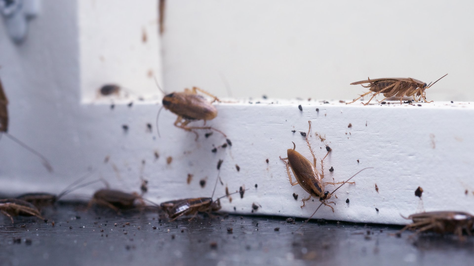 How Can I Keep Cockroaches From Infesting My Home in Crowley, TX?