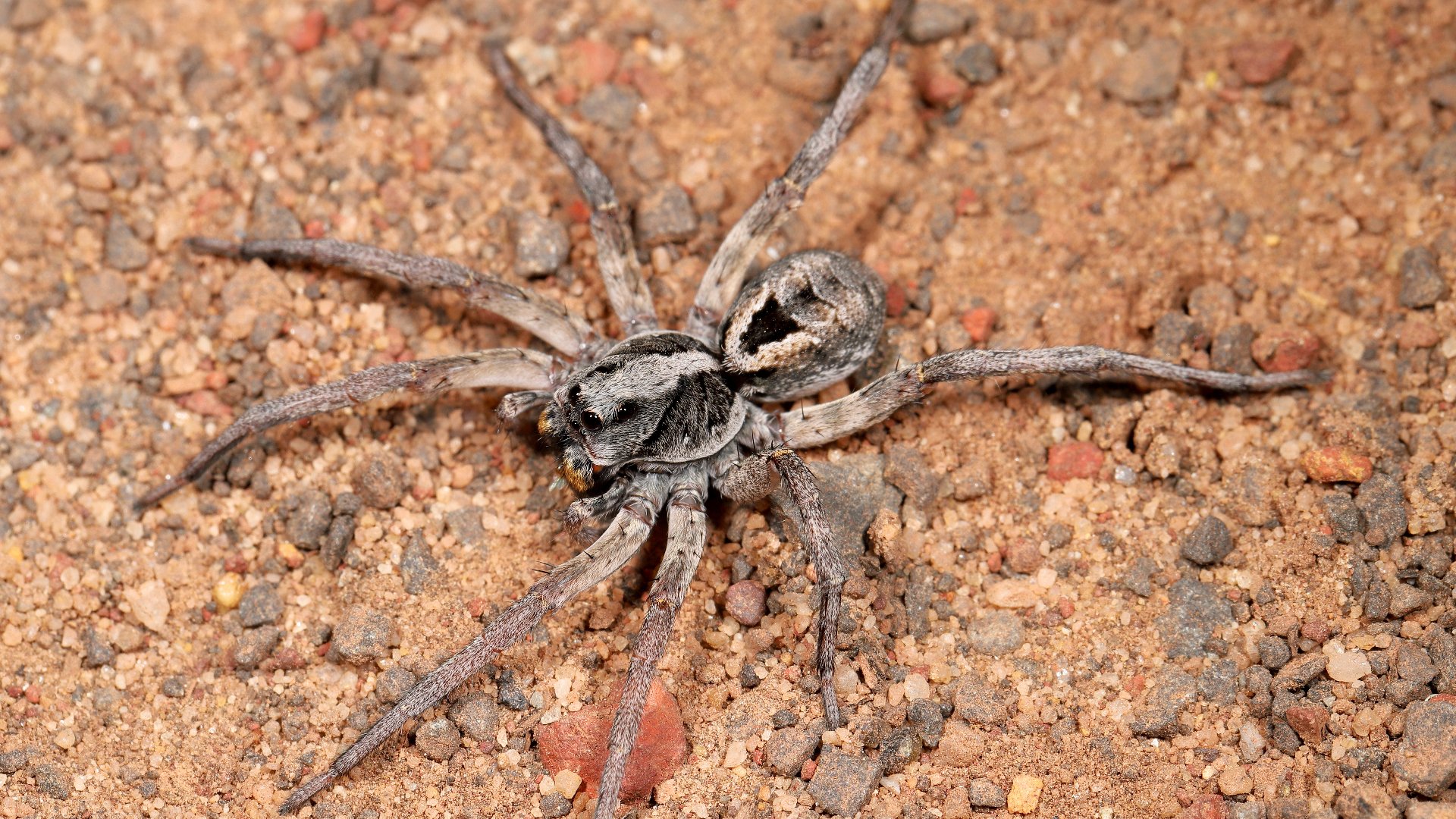 Identifying & Controlling Wolf Spiders in North Texas