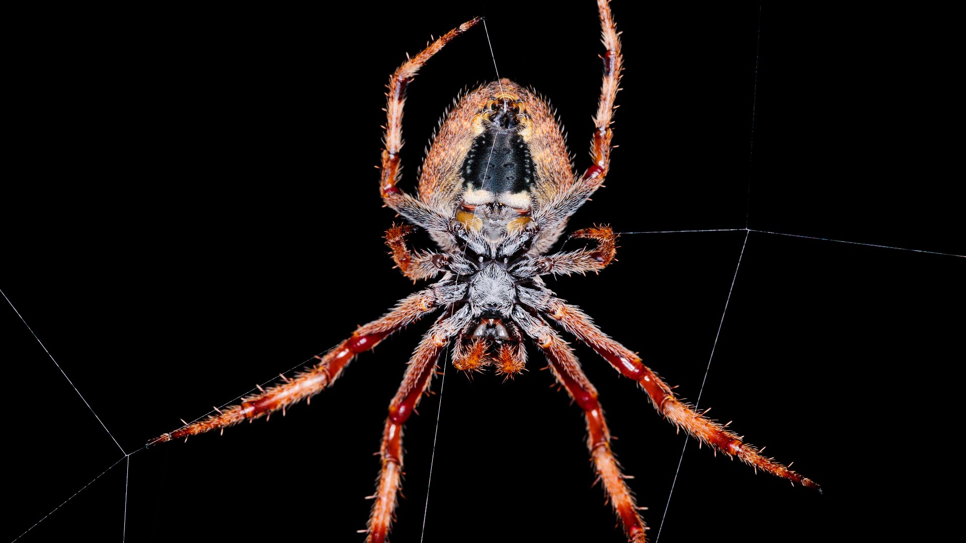 Garden Orb Weaver Spiders in North Texas Are Your Pest Control Allies!