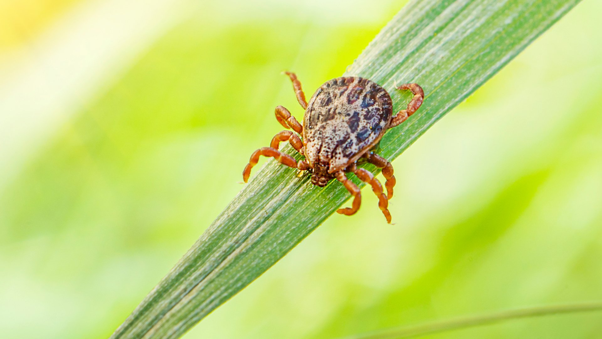 It’s Tick Season Here in Texas - How Do You Keep You & Your Family Safe?
