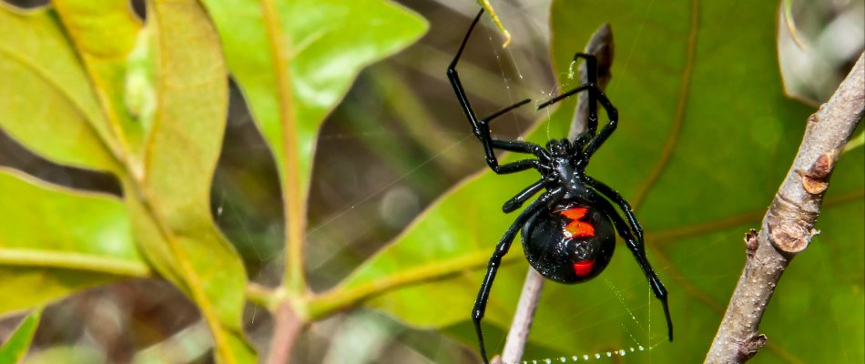 Blog Black Widow Spider On Tree