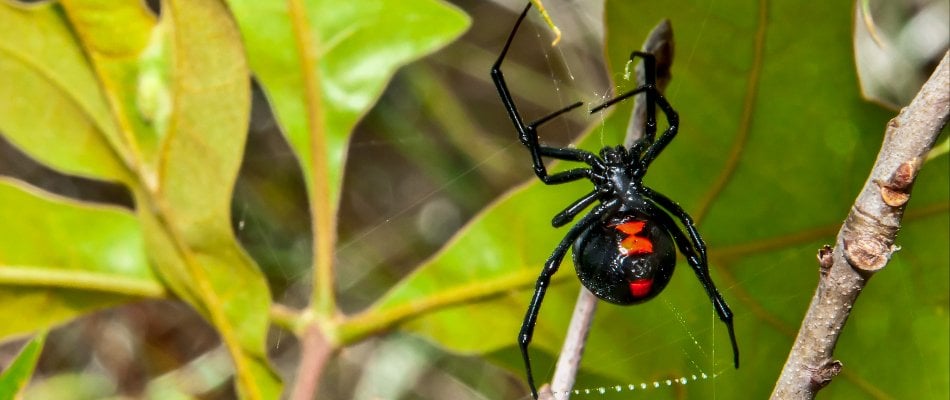 Blog Black Widow Spider