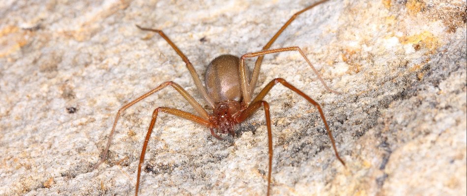 Blog Brown Recluse Spider