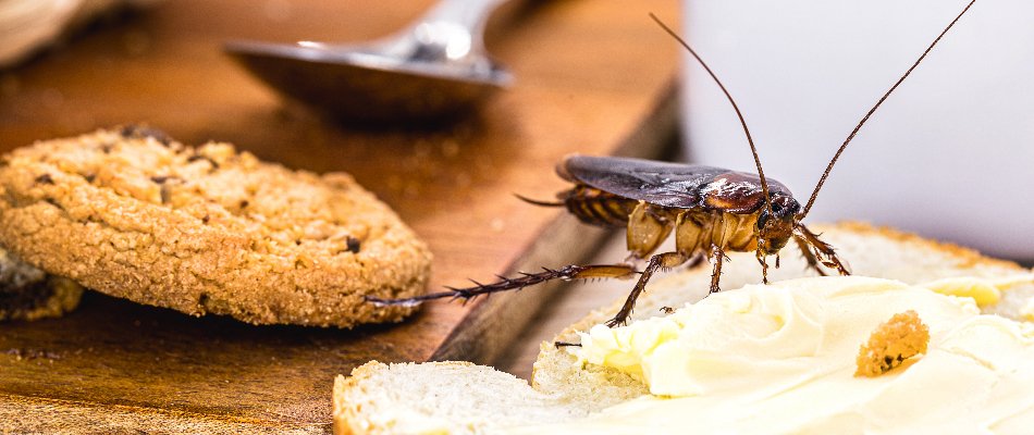 Blog Cockroach Getting Access To Food