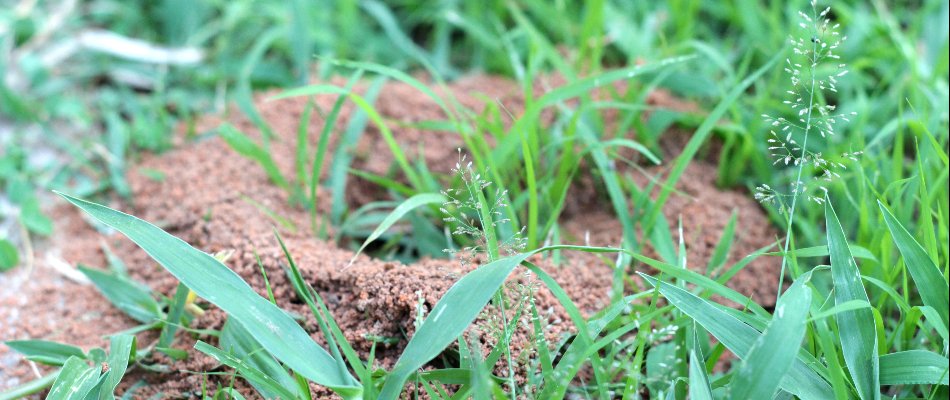 Blog Fire Ant Colony In Field