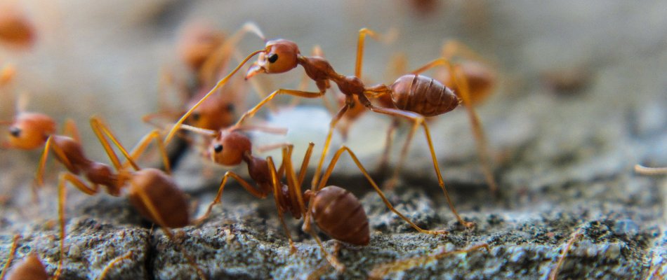 Preventing Ant Infestations in Crowley, Texas: Top Tips and Tricks
