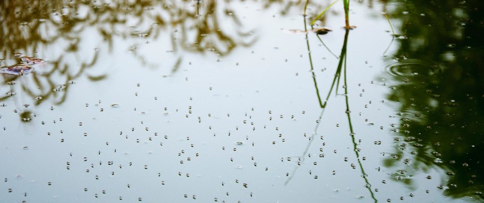 Blog Mosquitoes On Standing Water