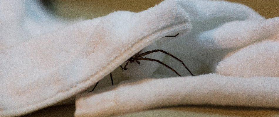 Blog Spider Hiding Under A Towel