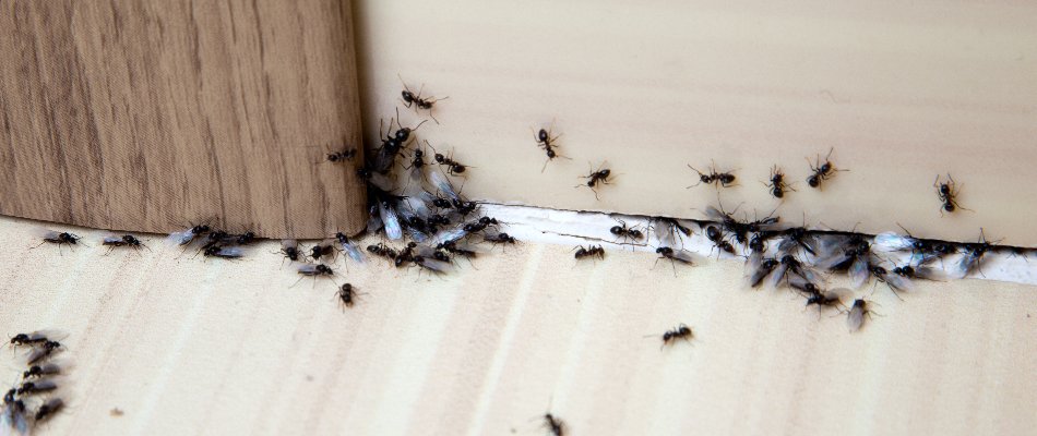 Ants Infesting Home
