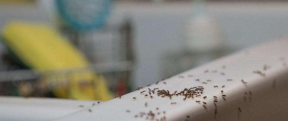 Ants Swarming Over Kitchen Sink