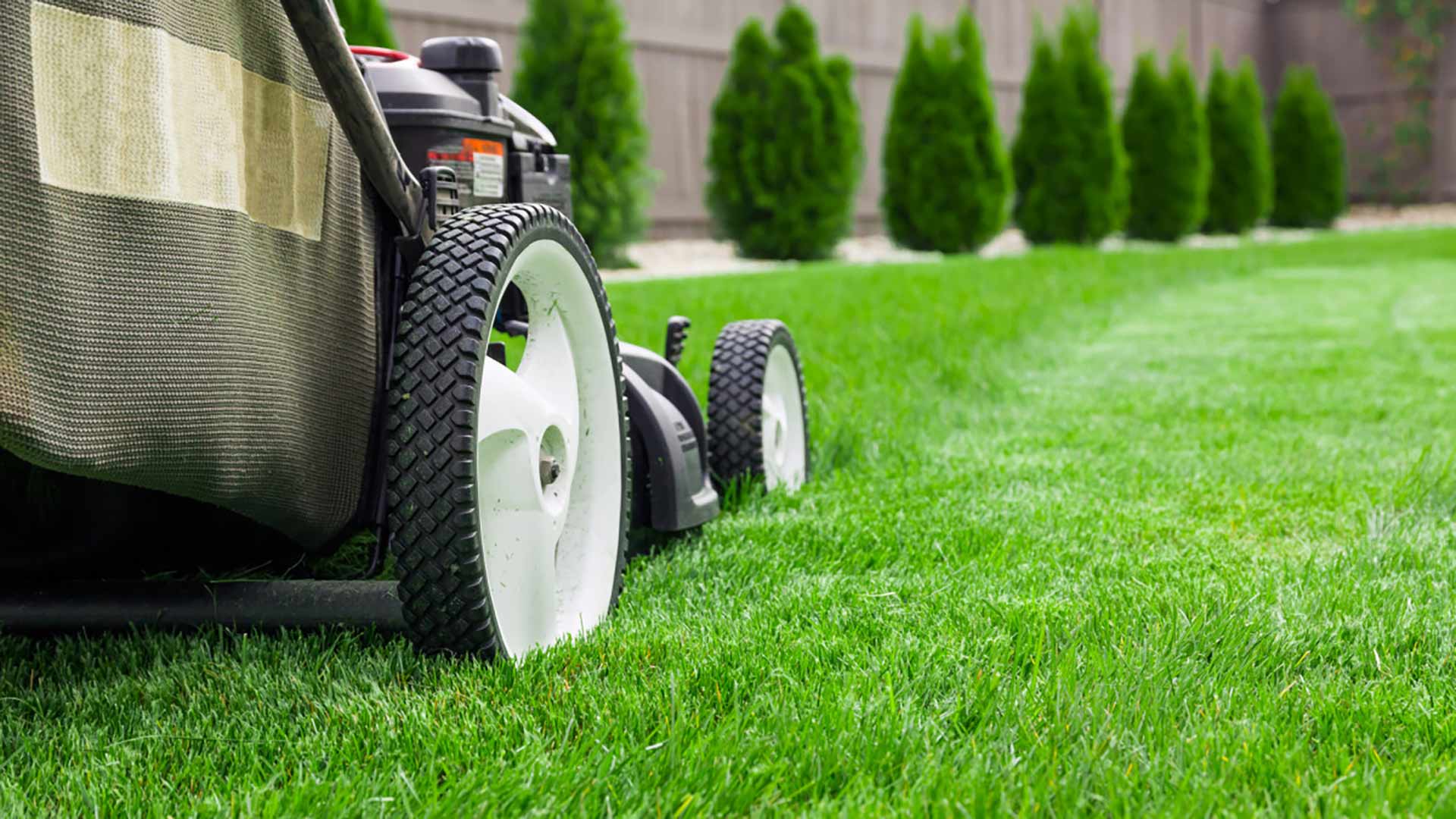 Guide to Lawn Beautification and Pest Control In Fort Worth, TX