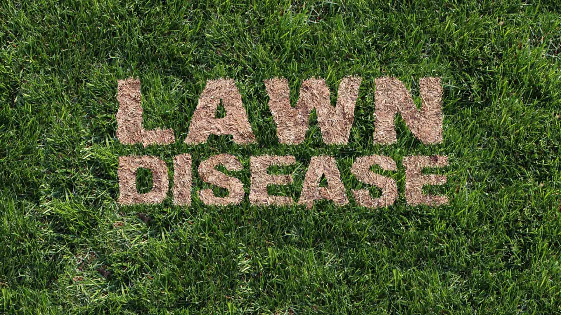 The Ultimate Guide to Identifying, Treating, and Preventing Lawn Fungus