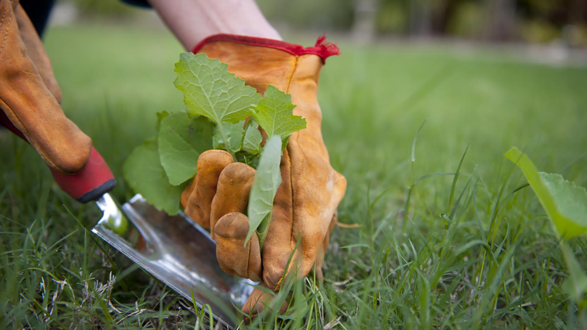 How to Effectively Get Rid of Weeds in Your Lawn in Fort Worth, Texas