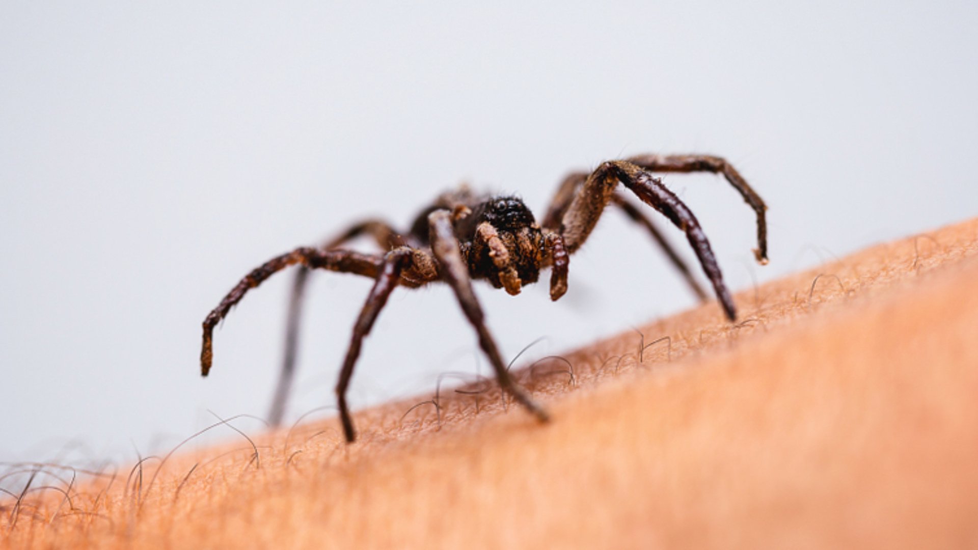 Find Reliable Spider Control Service Near You