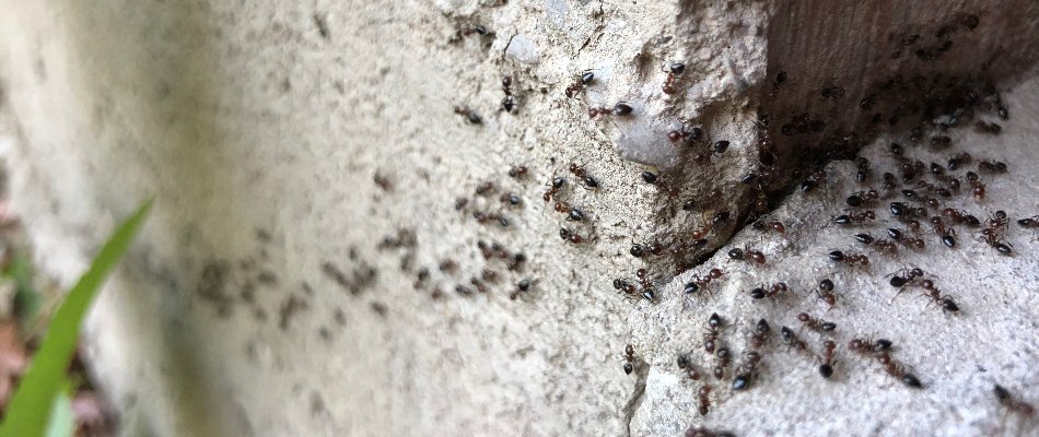 Ants Along Wall