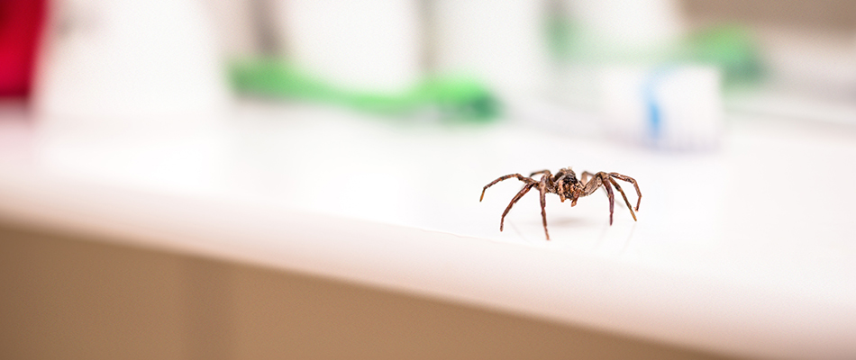 A crawling spider found in a bathroom in Fort Worth, TX.