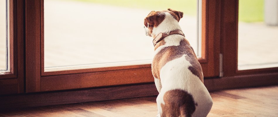 Dog Looking Out Of Window