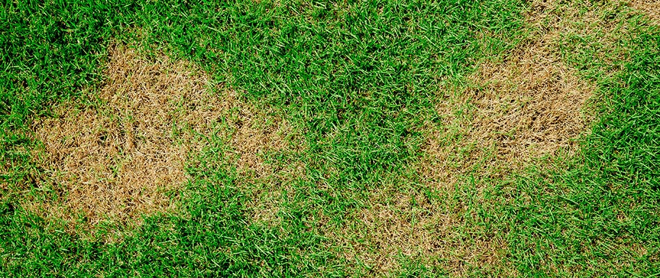 Brown patch lawn disease found in client's lawn in Fort Worth, TX.