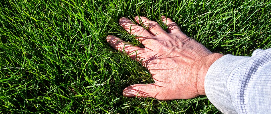 Hand feeling healthy lawn after services in Burleson, TX.