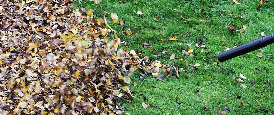Leaves being blown away in yard in Burleson, TX.