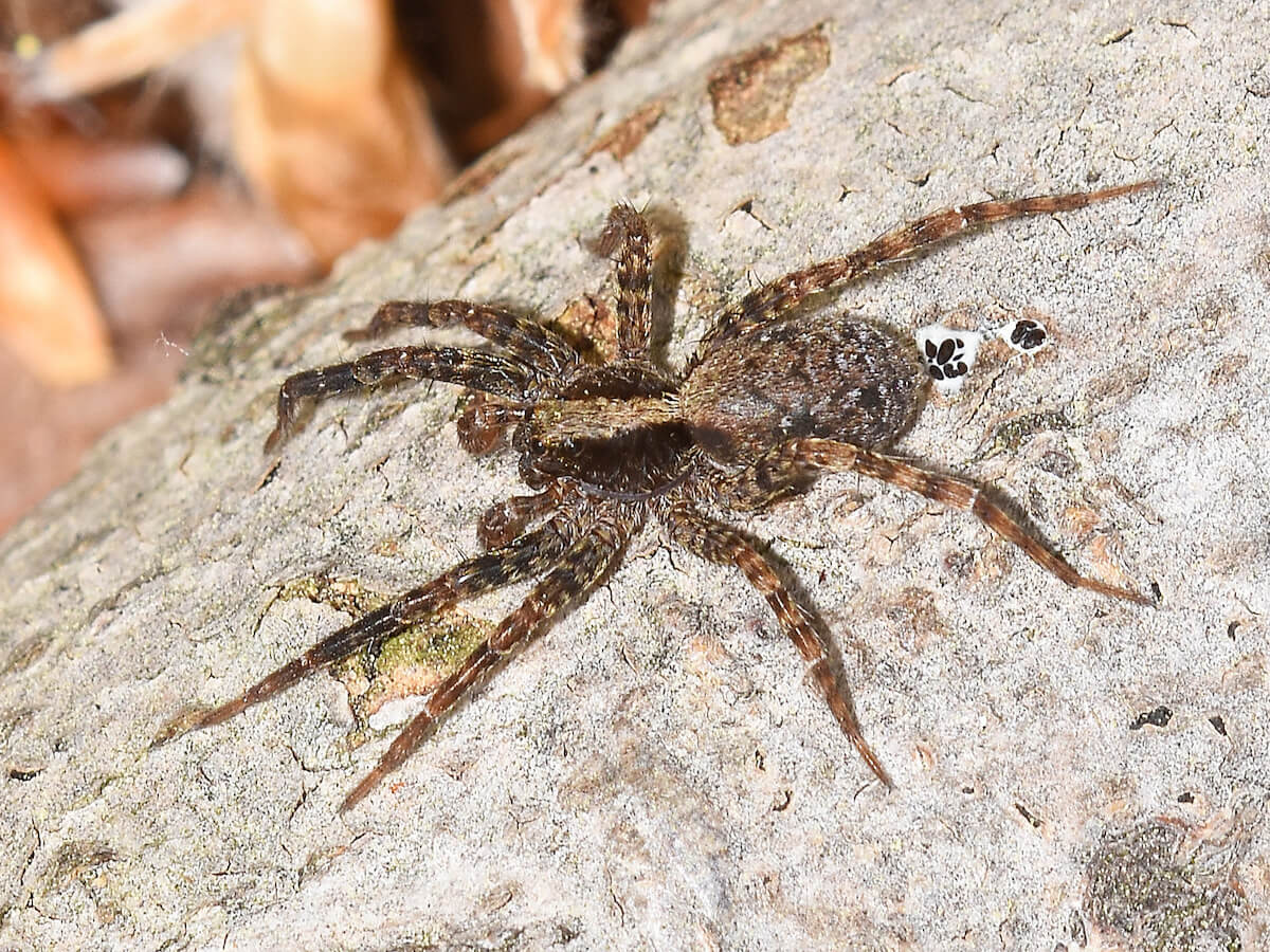 Unveiling the World of Wolf Spiders